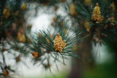 Close-up of flowering plant