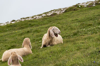 Sheep in a field