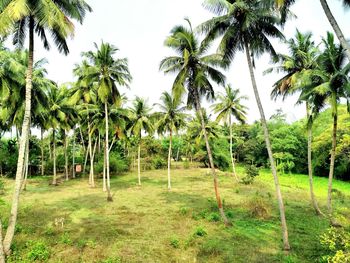 Palm trees against sky