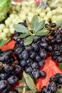 Close-up of berries growing on plant
