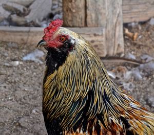 Close-up of rooster