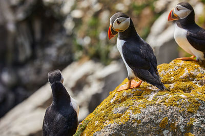 Puffin birds on the saltee islands in ireland, fratercula arctica