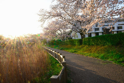 View of cherry blossom trees along road