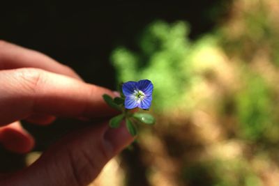 Cropped hand of person holding flower