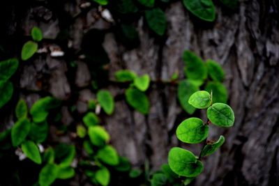 Close-up of plant