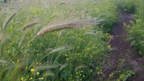 Close-up of feather on field