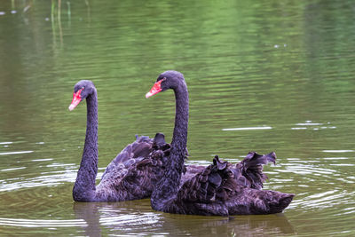 Black swan on lake in pang- oung lake park ,mae hong son province,thailand