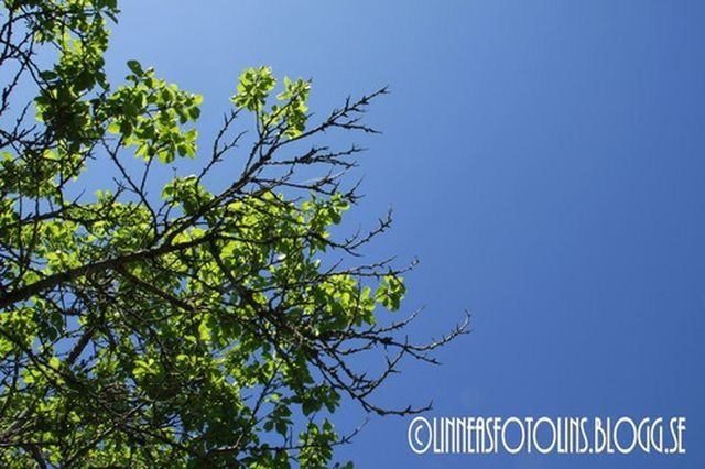 tree, low angle view, clear sky, blue, text, branch, communication, western script, growth, copy space, nature, day, sky, no people, outdoors, information sign, sign, green color, high section, information