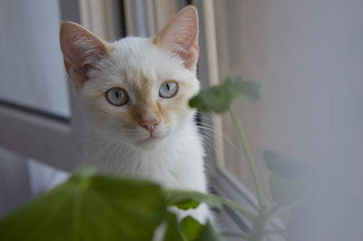 Siamese white kitten.domestic animals