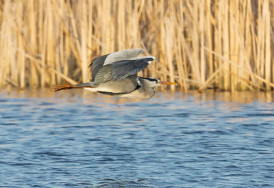Grey heron flying over water