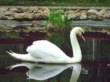 Swan in water