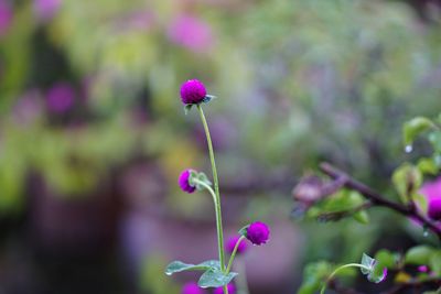 Close-up of purple flowering plant