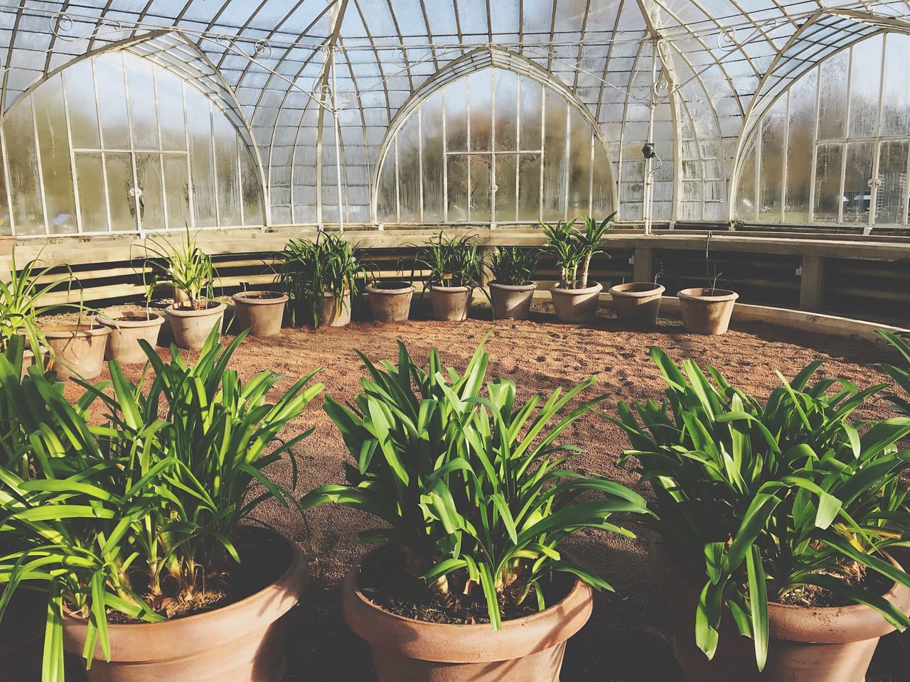 plant, greenhouse, growth, potted plant, plant nursery, agriculture, indoors, nature, day, no people, leaf, architecture, beauty in nature, close-up