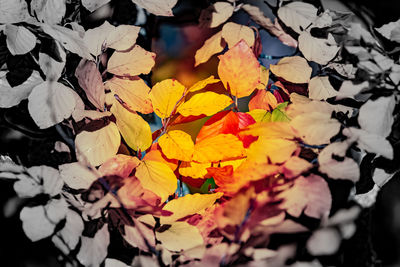 Close-up of autumnal leaves on plant