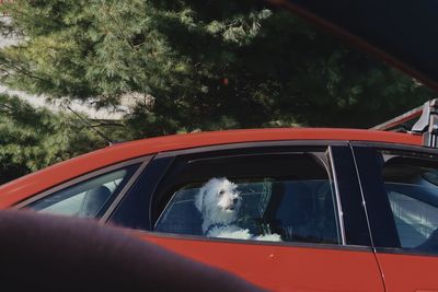 View of dog on car window