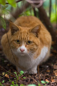 Close-up portrait of cat