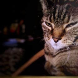 Close-up portrait of cat