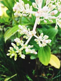 Close-up of flowers blooming on tree