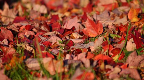 Close-up of maple leaves during autumn