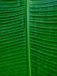 Banana leaf texture and pattern