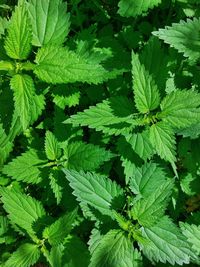 Full frame shot of fresh green leaves