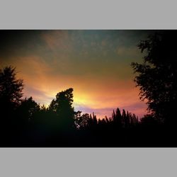 Silhouette of trees at sunset