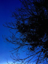 Low angle view of silhouette tree against blue sky