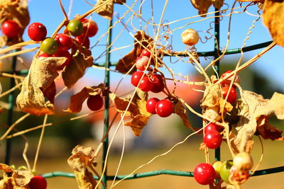 Low angle view of fruits on metal fence