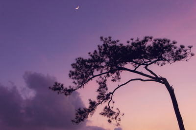 Low angle view of silhouette tree against sky at dusk