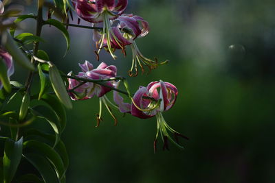 Close-up of purple flowering plant