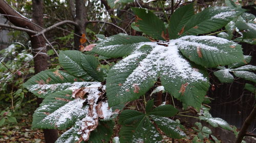 Leaves of frozen plants during winter