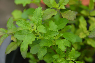 Close-up of fresh green leaves