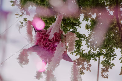 Close-up of pink cherry blossom tree