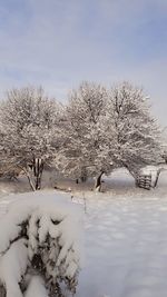 Bare trees on snow covered land against sky