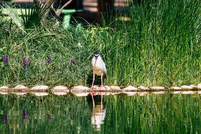 View of bird perching on wooden post