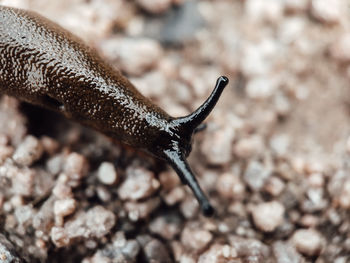 Close-up of snail