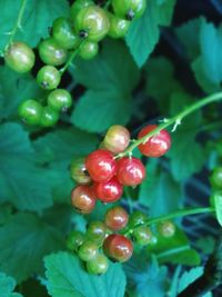 Close-up of cherries on tree