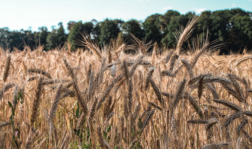 Close-up of wheat growing on field against sky