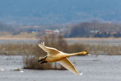 Whooper swans flying over a lake