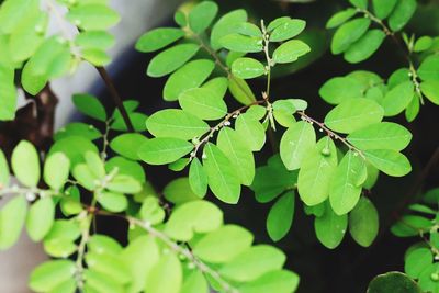 High angle view of plants