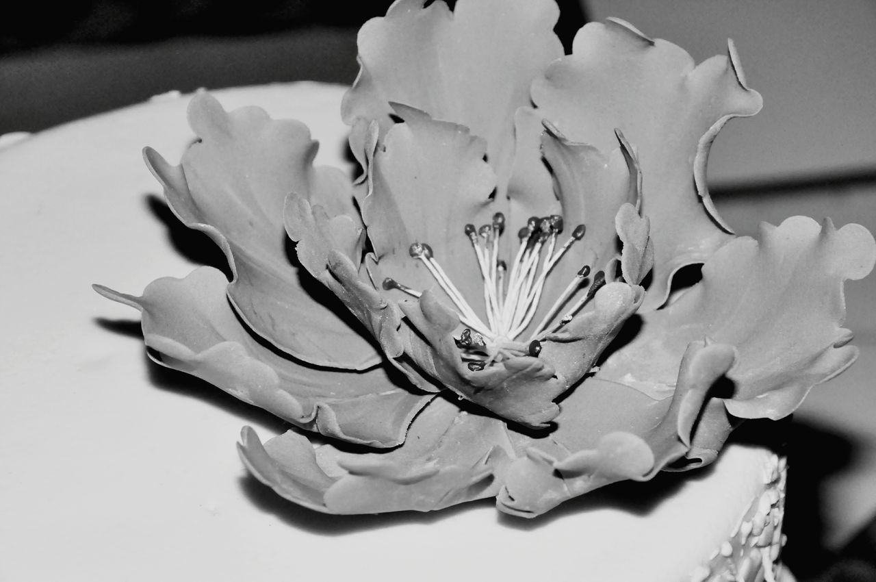 flower, petal, flower head, fragility, close-up, freshness, indoors, studio shot, single flower, white color, beauty in nature, nature, growth, stamen, plant, no people, pollen, blooming, still life, selective focus