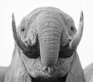 Close-up portrait of elephant against sky