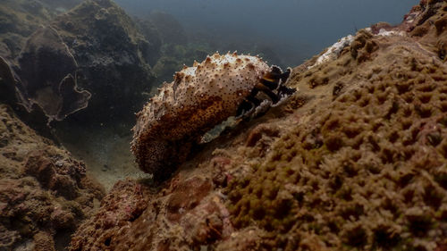 Sea cucumber at mariveles