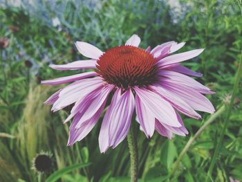 Close-up of pink flower