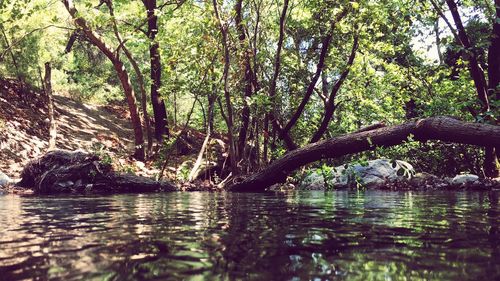 Scenic view of lake in forest