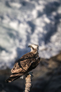 Close-up of a bird