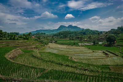 Scenic view of agricultural field against sky