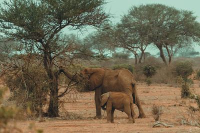 Elephants on field