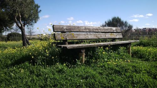 Empty bench on grassy field