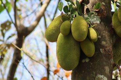 Low angle view of fruits hanging on tree